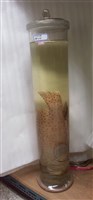 藏品(駝背鱸)的圖片